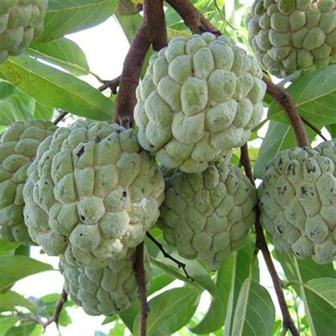 Soursop also popularly known as guayabano, guanabano, graviola, guyabano, babana is a fruit of annona muricata l., a broadleaf, flowering, evergreen, upright tree native to the tropical regions of the americas and now propagated in most parts of the world. HOT 20 Pcs Soursop Seeds Graviola Guanabana Annona ...