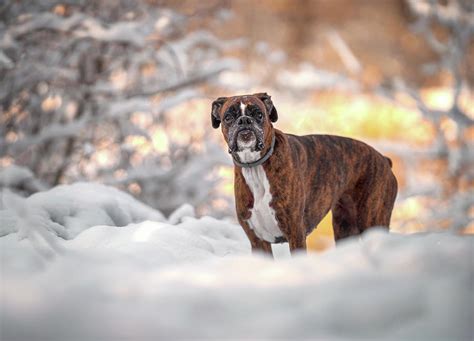 Boxer Dog Portrait Photograph By Tamas Szarka Pixels