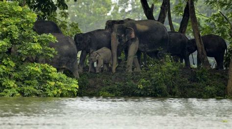 Assams Kaziranga National Park Opens For Tourists The Statesman