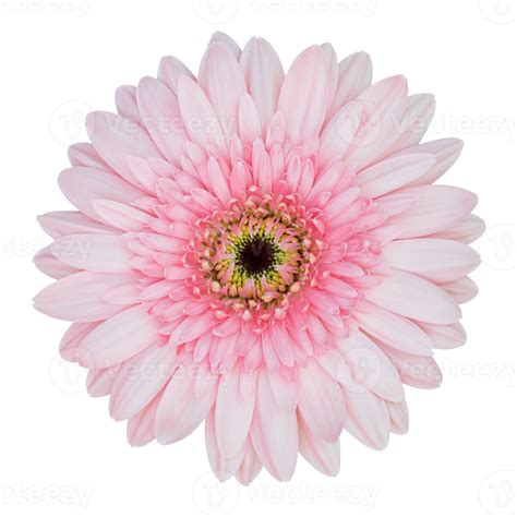 Pink Gerbera Flower Isolated With Clipping Path 10793979 Png