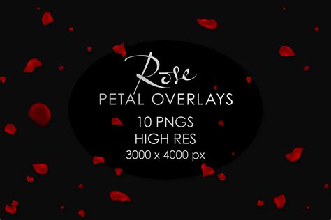 Falling Rose Petals Overlay Pngs By Oa Design Thehungryjpeg
