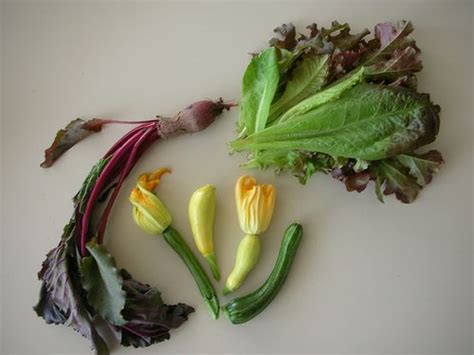 Ings in many northern european cities, and. 2007 Chicago Rooftop Veggie Garden | Veggie garden ...