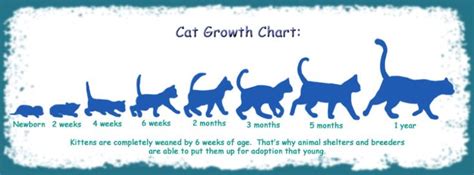Kitten Age Chart