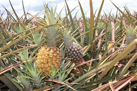 Maybe you would like to learn more about one of these? Facing Pineapple Gluttony in Hali'imaile, Hawaii
