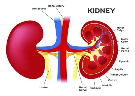 Renal Blood Vessels Labeled Kidney Anatomy And Filtration Diagram