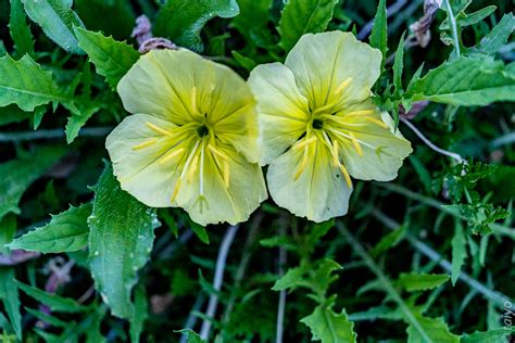 Taiyos Meanderings Night Blooming Flowers