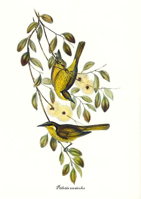 Bird Print Set Of 3 Botanical Bird Prints Gould Bird Print Etsy