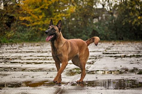 Malinois puppies available soon !! Belgian Malinois Protection Dogs For Sale | Guaranteed K9s ...