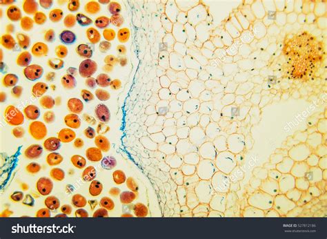Lily Ovary Cross Section Micro Preparation Stock Photo