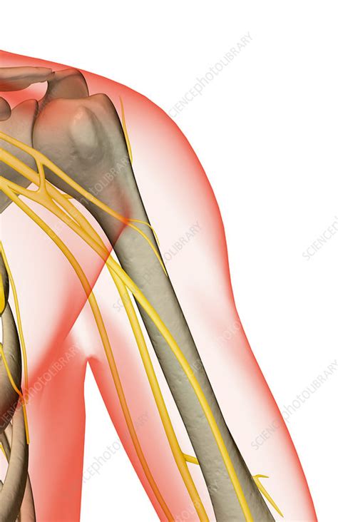 The Nerves Of The Shoulder Stock Image F0014144 Science Photo