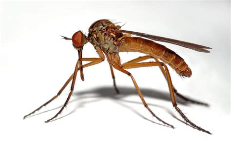 Insect | Endangered Animals Facts, Wildlife Pictures And Videos