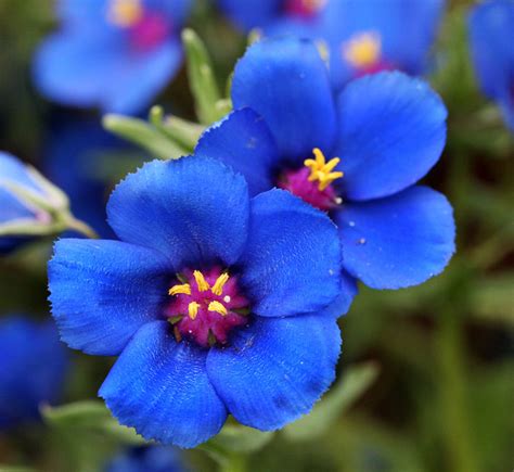 Blue 5 Petal Flower Flower