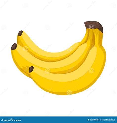 Bunch Of Three Bananas Vector Illustration Of Tropical Exotic Fruits