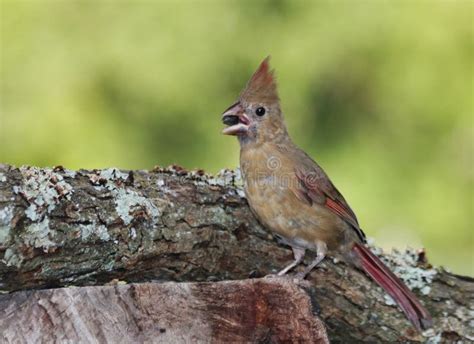Young Female Cardinal Bird Eating Sunflower Seed On Tree Branch Stock