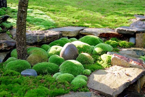 A Rock Garden With Green Moss Growing On It