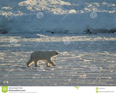 Polar Bear King Of The Arctic Stock Photo Image Of Arctic Mammal