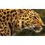 Amur Leopard  Panthera Pardus Orientalis Endangered 3