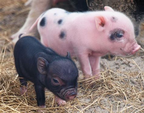 Miniature Pigs Mini Pigs For Sale Cute Piglets Cute Animals