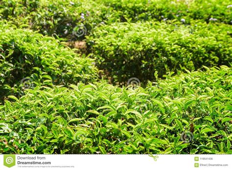 Amazing Bright Green Tea Bushes At Tea Plantation Stock Photo Image