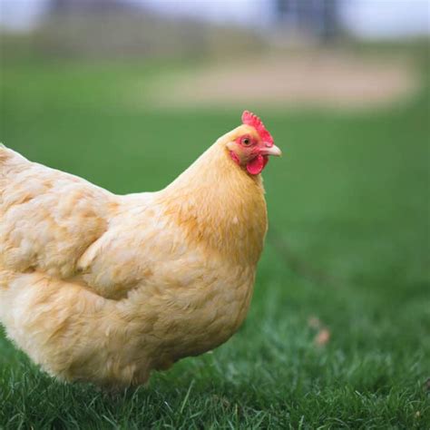 Buff Orpington Chickens All You Need To Know About This Delightful