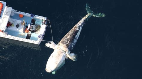 Latest North Atlantic Right Whale Found Dead Was A Female Of Breeding