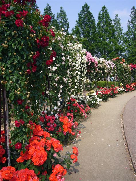 In fact, no other climbing roses are as colorful as joseph's coat rose. Rose garden - Wikipedia
