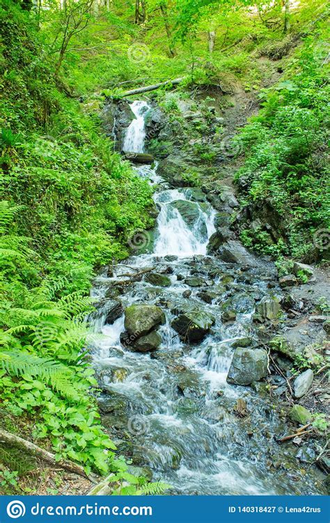 Forest Stream. Mountain Stream Among The Green. Mountain Stream Among The Mossy Stones Stock 