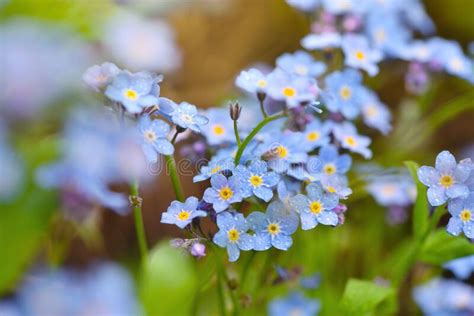 Beautiful Forget Me Not Blue Wildflowers Myosotis In The Blurred
