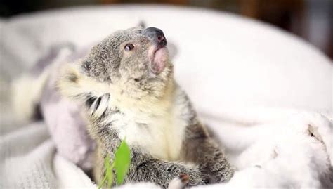 Adorable Baby Koala Poses For Its First Photoshoot The Results Won