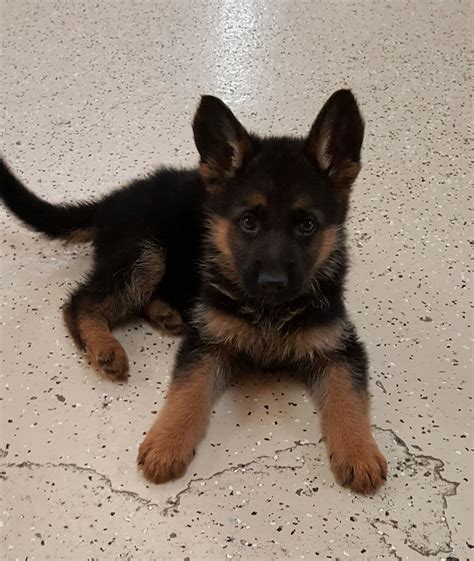 Our dogs are selectively bred for health and. Male German Shepherd Puppy | German shepherd puppies ...