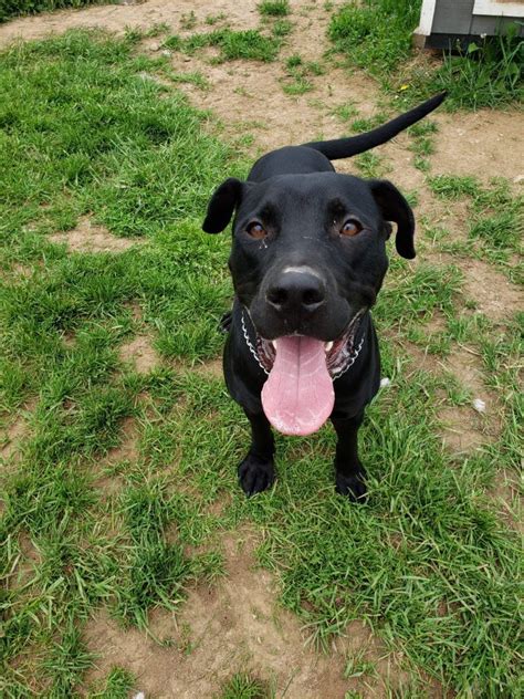 Adopt Max On Petfinder Dog Adoption Help Homeless Pets Black
