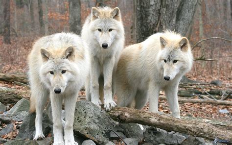 White wolves