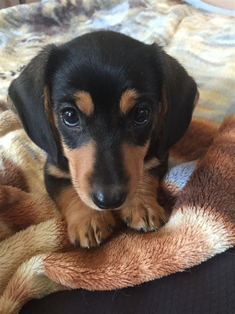 Excellent Miniature Dachshunds Info Is Available On Our Website Have
