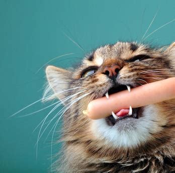 It's made out of pork, so it might seem like a good idea to share it with your carnivorous pet. Can cats eat sausage? - PetSchoolClassroom