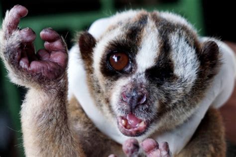 The Slow Loris The Primate With A Surprisingly Deadly Venom