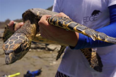 Taggin Turtles Tracking Critically Endangered Hawksbill Sea Turtles