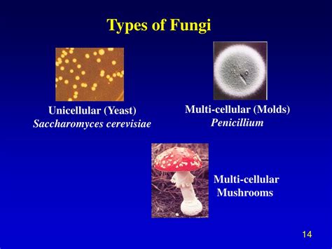 PPT - Introduction and Overview of General Microbiology Lecture 1 What