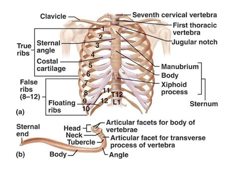Anatomy Of The Cardiovascular System Thoracic Cage Function Structure And Anatomy Science Online