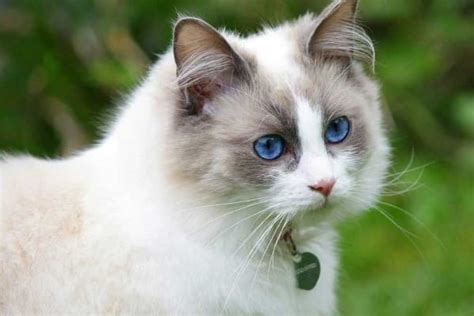 Stunning Blue Cream Point Ragdoll Meet The Feline Beauty