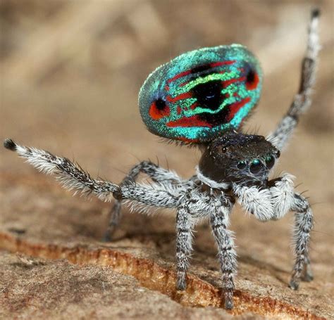 This Hairy Jumping Peacock Spider Might Be One Of The Cutest Arachnids Business Insider