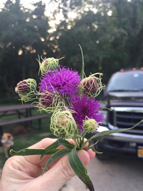 Beautiful Wildflower Found Camping In Missouri Ozarks Rwhatsthisplant