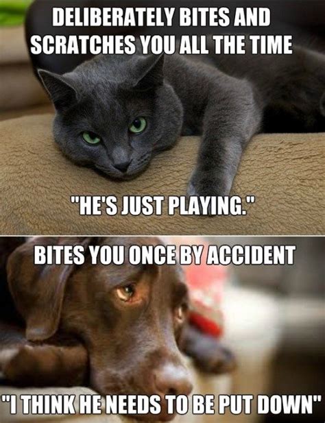 Cat And Dog Memes Cat Vs Dog Funny Cats And Dogs Cat Memes Dog