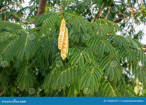 Acacia Tree With Hanging Seed Pods Leucaena Leucocephala Bright Sunny