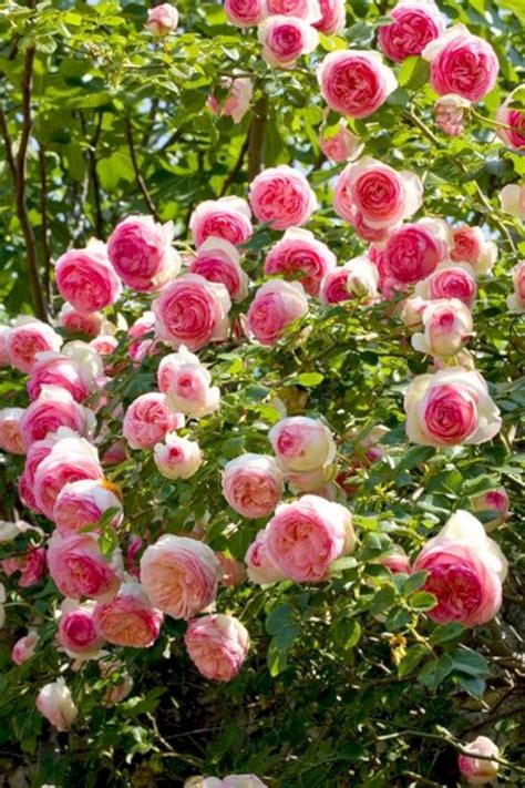Beautiful Eden Climbing Rose Climbing Roses Rose Trees Flower Garden