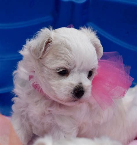 Our team spends time with puppies daily and is directly involved with their good health. 22 Inspirational Cheap Teacup Puppies For Sale Near Me ...
