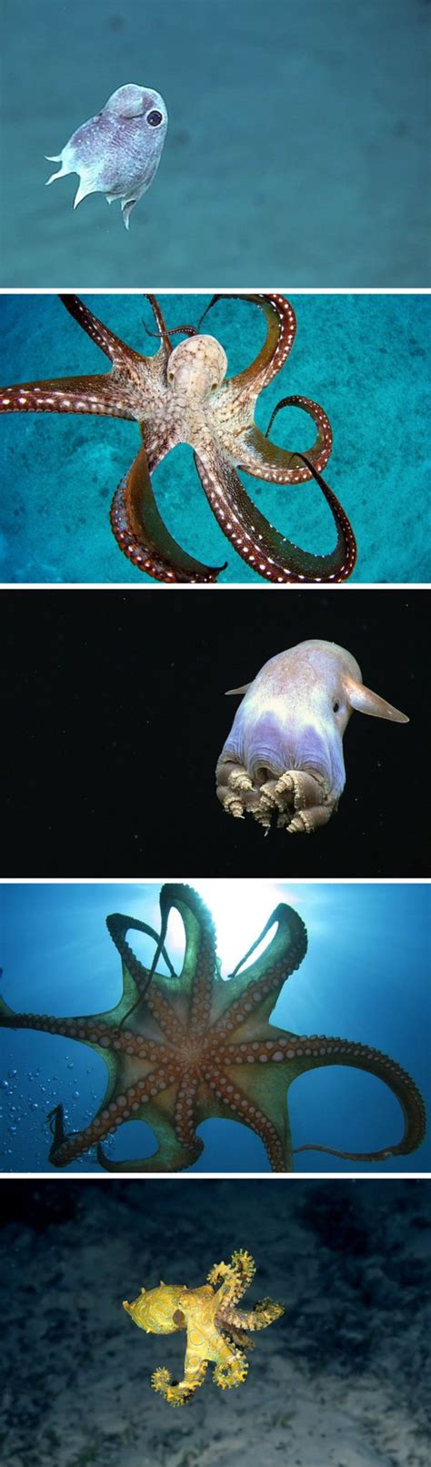 Octopuses You Cant Even Believe Are Real Octopus Octopus Photos