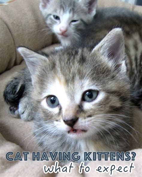 How To Knoe What Killded My Kitten How To Know If Your Cat Is Trying