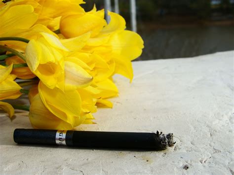 Ingyenes Képek Virág Dohányzó Tavaszi Sárga Cigaretta Virágok