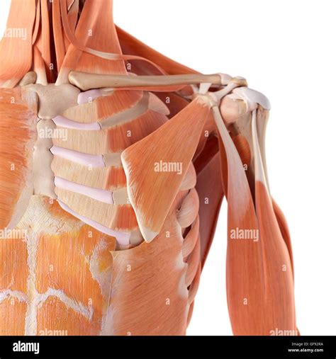 Human Chest Muscles Illustration Stock Photo Alamy