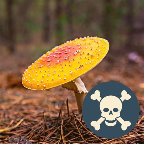 Poisonous Mushrooms Mushroom Appreciation